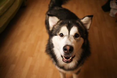 High angle portrait of dog on floor