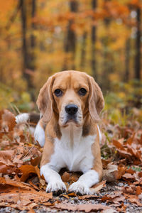 Portrait of dog standing on ground during autumn