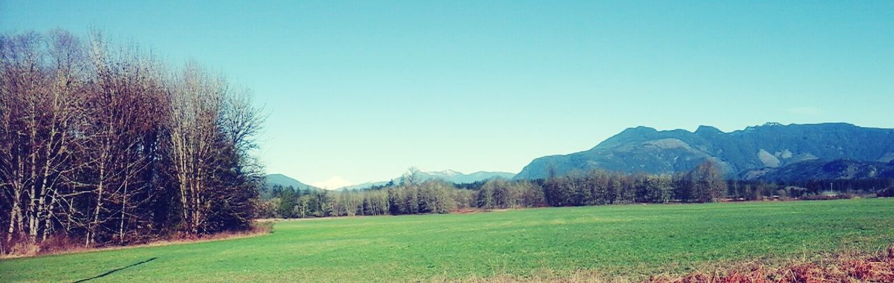 clear sky, landscape, grass, tree, tranquility, tranquil scene, copy space, blue, mountain, scenics, field, beauty in nature, nature, non-urban scene, grassy, countryside, remote, hill, mountain range, idyllic