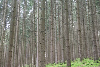 View of bamboo trees in forest