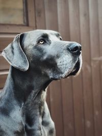 Close-up of a dog looking away