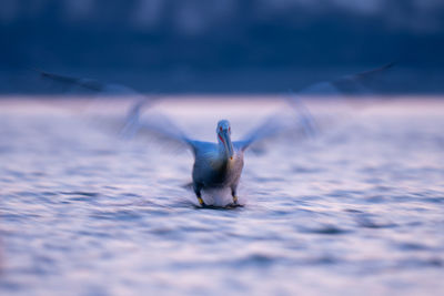 Close-up of bird in lake