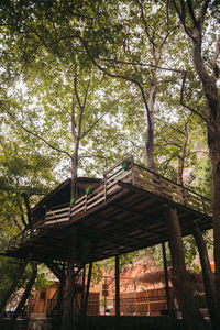 Low angle view of trees and plants in forest