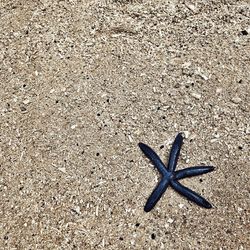 Lizard on sand at beach