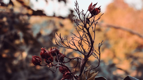 Close-up of wilted flower plant