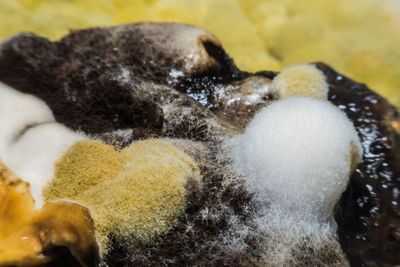 Close-up of a turtle