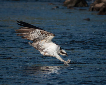 An osprey breaking the water as it dives for a fish