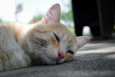 Close-up of cat resting