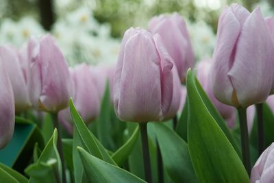 Close-up of pink flowers