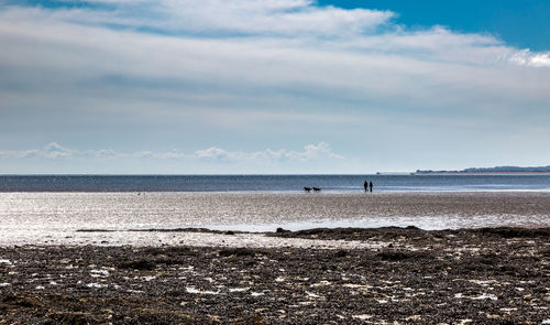 Couple walk with dogs on the beach