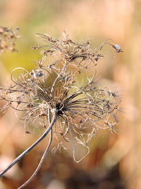 Close-up of spider web on dry plant