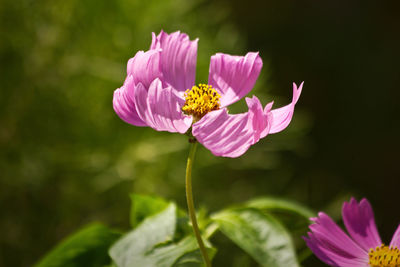 Close-up of pink flower