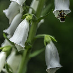 Close-up of white flowers