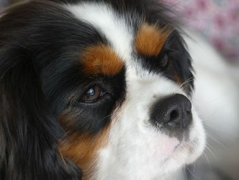 Close-up of dog looking away