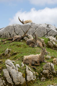 Ibexes in the swiss mountains 