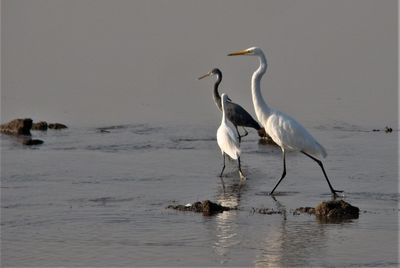 Egrets in a group