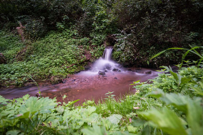 Close-up of water flowing through plants