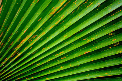 Full frame shot of palm leaves