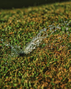 Close-up of lizard on field