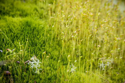 Close-up of green moss in forest 