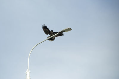 Crows on pole. black raven sits on lamppost. bird in flight. black wings.