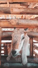 Close-up of an animal pen