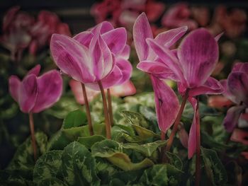 Close-up of pink flowers