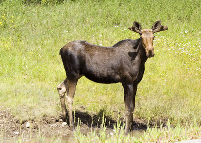 Moose on field