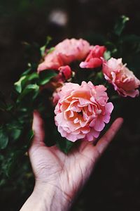 Close-up of hand holding flowers