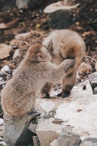Monkeys on a land