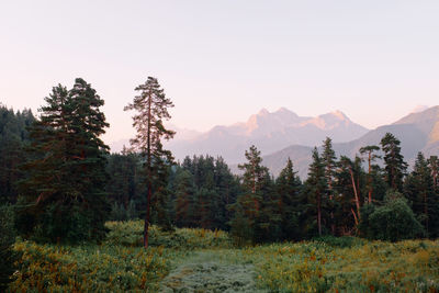 Scenic view of pine trees against sky