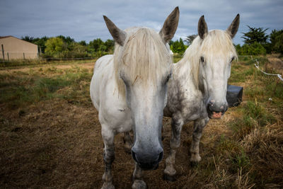 White horses on field