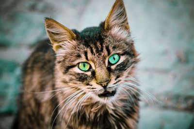 Close-up portrait of a cat