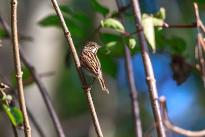 Close-up of bird perching on branch