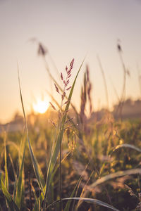 Close-up of stalks in field against sunset sky