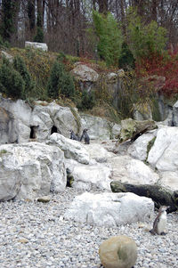 River flowing through rocks in forest