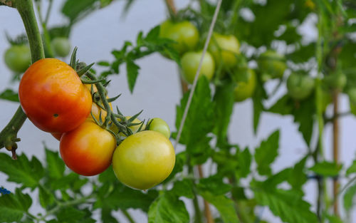 Close-up of fruit growing on tree