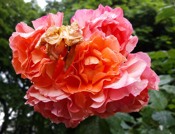 Close-up of red rose
