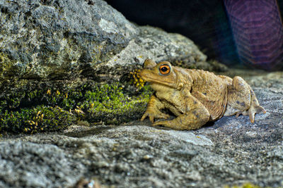 Close-up of frog on rock