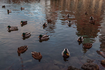 High angle view of ducks swimming in lake