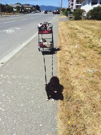 High angle view of horse cart on road
