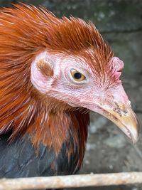 Close-up of a bird