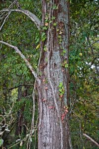 Close-up of tree trunk in forest