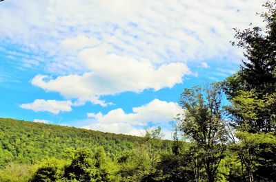 Trees on field against sky