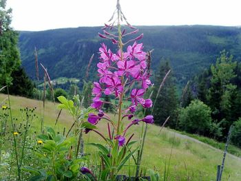 Flowers growing in field