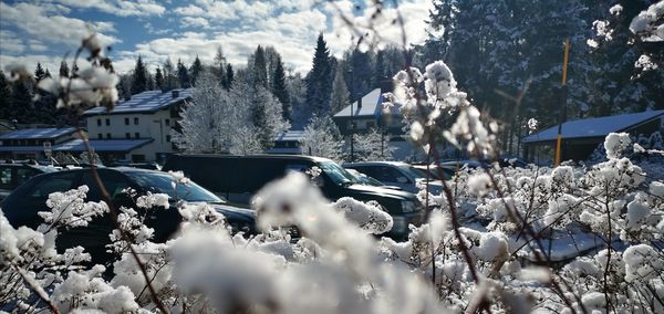 Snow covered plants and buildings against sky