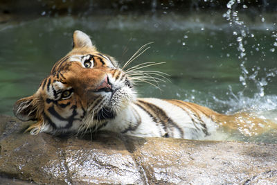 Close-up of tiger by water