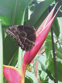 Close-up of butterfly perching on plant