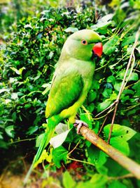 Close-up of parrot perching on tree