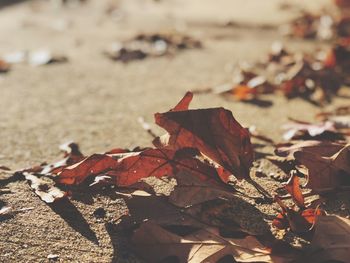 Close-up of dry maple leaf on beach during autumn